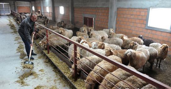 Durable Hot DIP Galvanized Sheep Fence